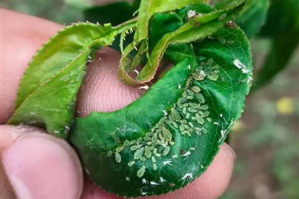 防治芍药病虫害的方法，发生黑斑病可喷施代森锌等药剂