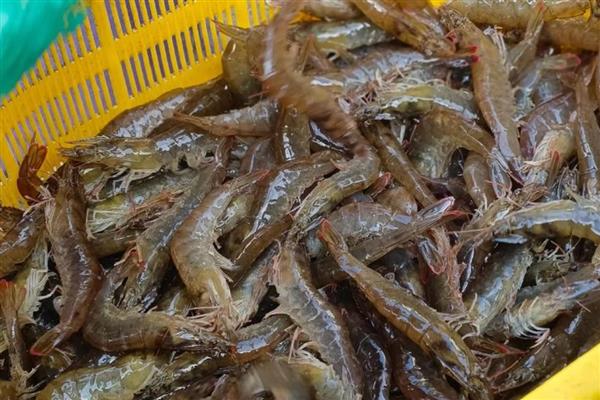 对虾纤毛虫病的发生原因,一般是水体富营养化、养殖密度大等因素造成