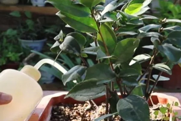 茶水能不能浇花，经过发酵后才能使用