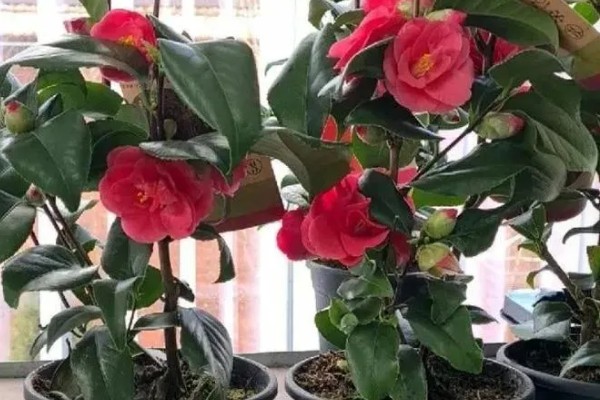 茶水能不能浇花，经过发酵后才能使用
