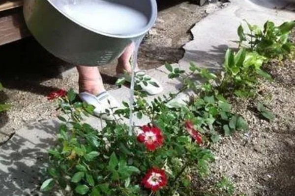 茶水能不能浇花，经过发酵后才能使用