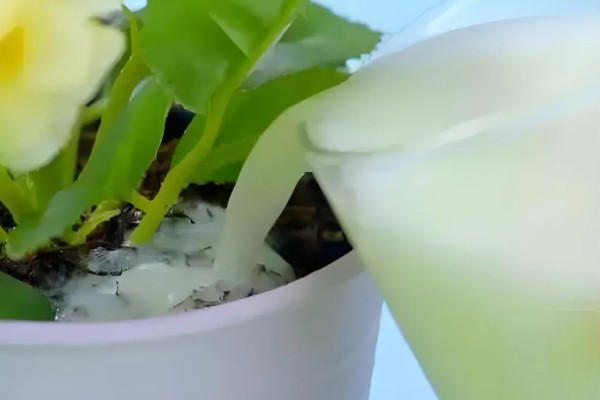 茶水能不能浇花，经过发酵后才能使用