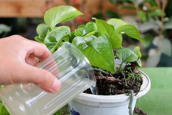茶水能不能浇花，经过发酵后才能使用