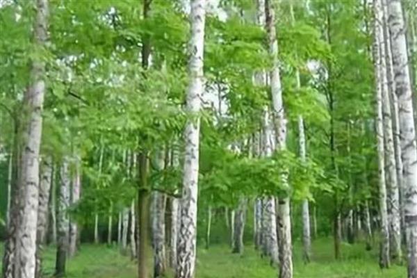 哪些植物毒性强,一品红、水仙花、夹竹桃等品种有剧毒