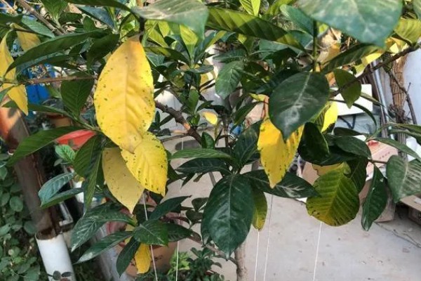 栀子花秋天黄叶是否正常,属于常绿灌木一般不会发黄