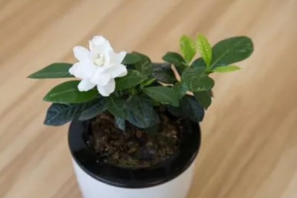 栀子花秋天黄叶是否正常,属于常绿灌木一般不会发黄