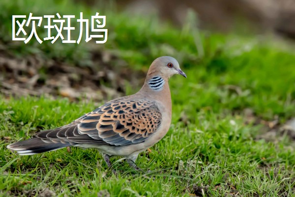 打斑鸠是否犯法,野生斑鸠是三有保护动物