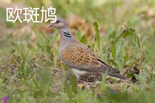 打斑鸠是否犯法,野生斑鸠是三有保护动物