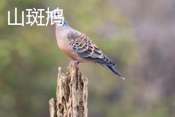 打斑鸠是否犯法,野生斑鸠是三有保护动物