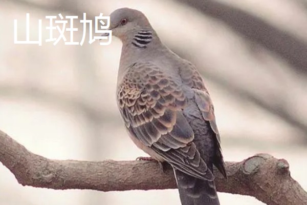 打斑鸠是否犯法,野生斑鸠是三有保护动物