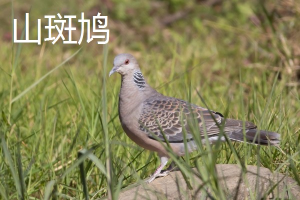 打斑鸠是否犯法,野生斑鸠是三有保护动物