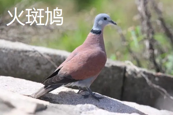 打斑鸠是否犯法,野生斑鸠是三有保护动物