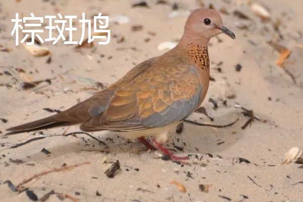 打斑鸠是否犯法,野生斑鸠是三有保护动物