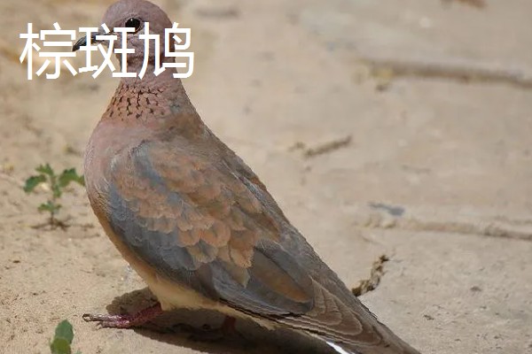 打斑鸠是否犯法,野生斑鸠是三有保护动物