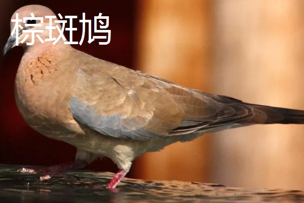 打斑鸠是否犯法,野生斑鸠是三有保护动物
