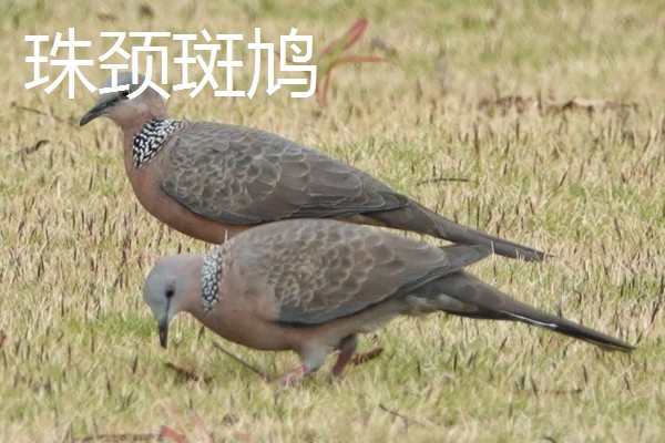 打斑鸠是否犯法,野生斑鸠是三有保护动物