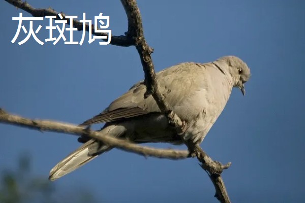打斑鸠是否犯法,野生斑鸠是三有保护动物