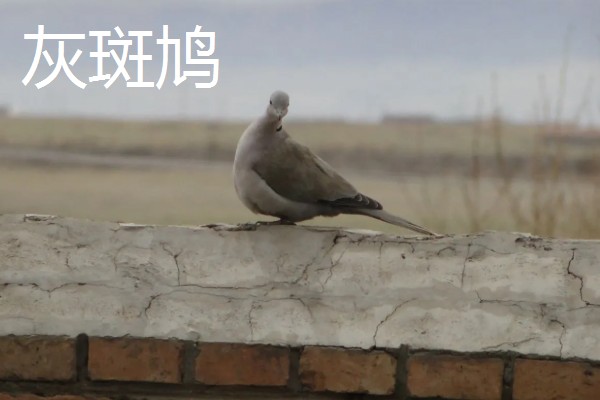 打斑鸠是否犯法,野生斑鸠是三有保护动物