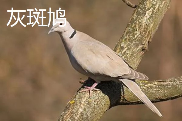 打斑鸠是否犯法,野生斑鸠是三有保护动物