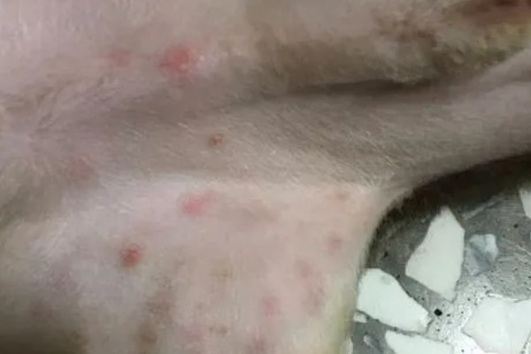 狗狗为何患上湿疹,过敏、外界刺激等因素都会引起