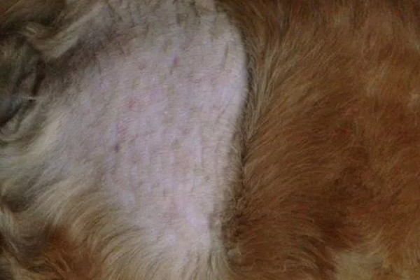 狗狗为何患上湿疹,过敏、外界刺激等因素都会引起