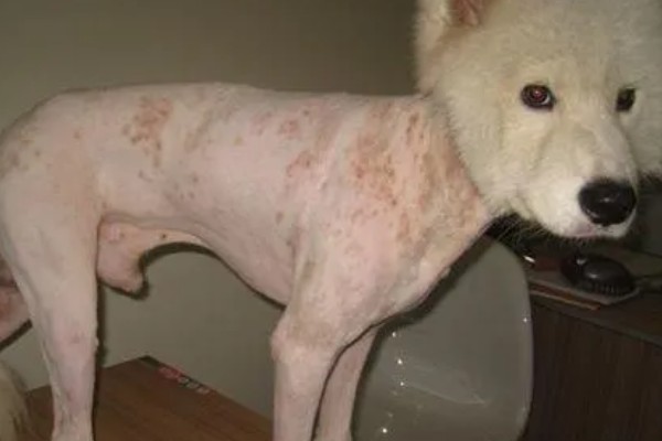 狗狗为何患上湿疹,过敏、外界刺激等因素都会引起