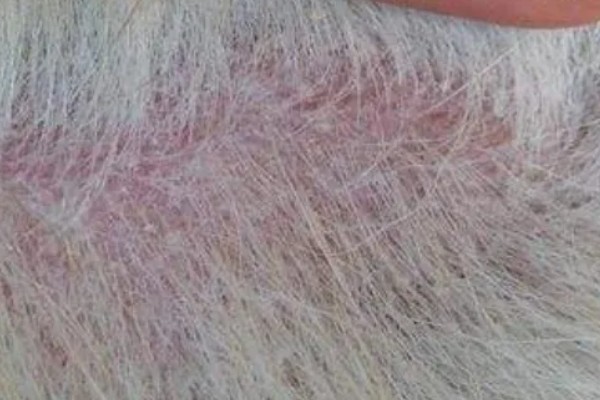 狗狗为何患上湿疹,过敏、外界刺激等因素都会引起