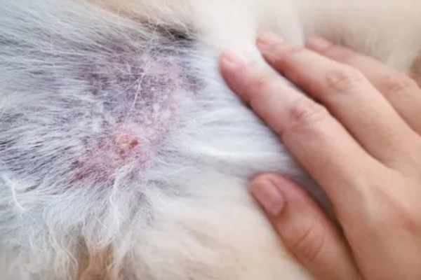 狗狗为何患上湿疹,过敏、外界刺激等因素都会引起