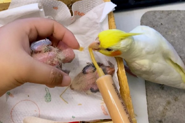 玄凤幼鸟嗉囊不空能不能喂食,饲喂后容易出现嗉囊肿胀等情况