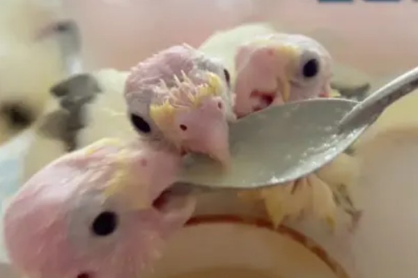 玄凤幼鸟嗉囊不空能不能喂食,饲喂后容易出现嗉囊肿胀等情况