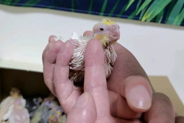 玄凤幼鸟嗉囊不空能不能喂食,饲喂后容易出现嗉囊肿胀等情况