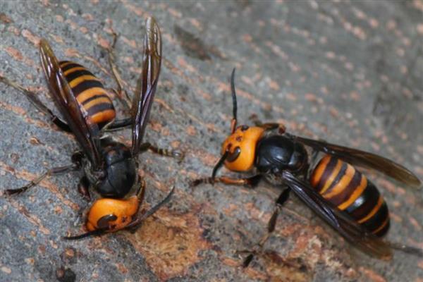 虎头蜂有什么品种，常见中国大虎头蜂、黑尾虎头蜂等种类