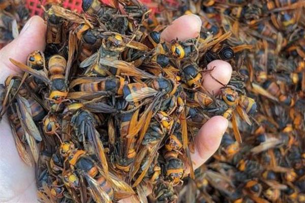 虎头蜂有什么品种，常见中国大虎头蜂、黑尾虎头蜂等种类