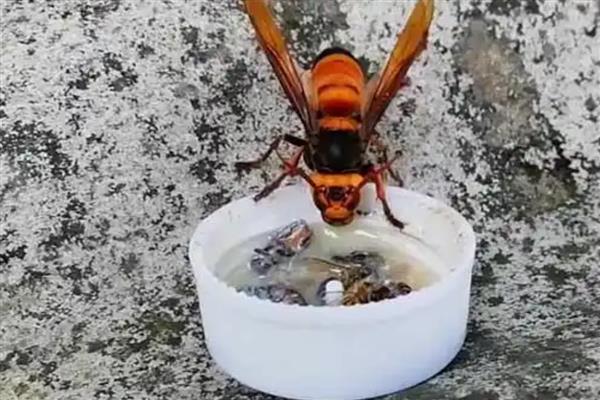 虎头蜂有什么品种，常见中国大虎头蜂、黑尾虎头蜂等种类