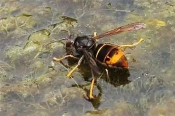 虎头蜂有什么品种，常见中国大虎头蜂、黑尾虎头蜂等种类