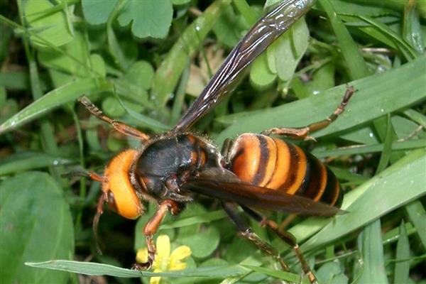 虎头蜂有什么品种，常见中国大虎头蜂、黑尾虎头蜂等种类