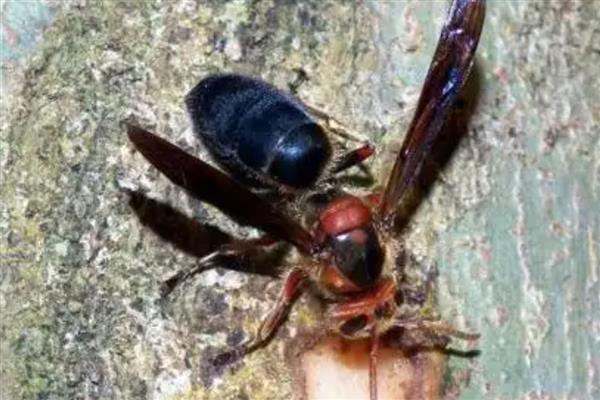 虎头蜂有什么品种，常见中国大虎头蜂、黑尾虎头蜂等种类