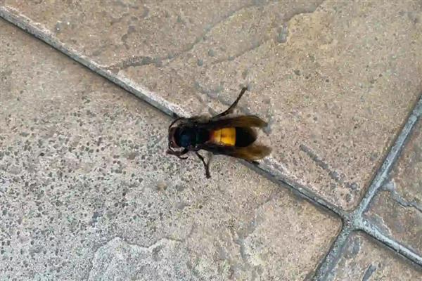 虎头蜂有什么品种，常见中国大虎头蜂、黑尾虎头蜂等种类