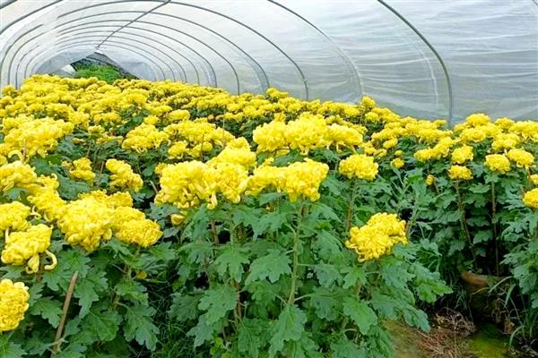 菊花怎么矮化，把植株顶端的芽尖剪除