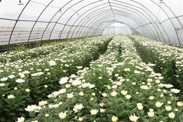 菊花怎么矮化，把植株顶端的芽尖剪除