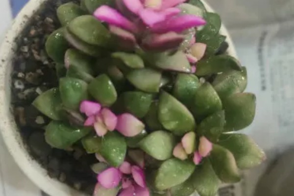 吹雪之松锦的叶子能不能喷水，要确保水温与室温相差不大