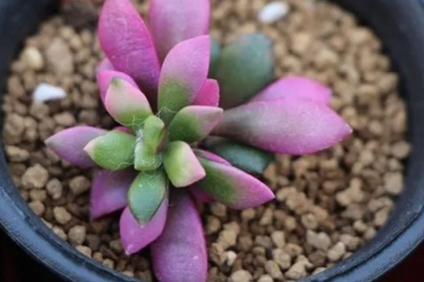 吹雪之松锦的叶子能不能喷水，要确保水温与室温相差不大