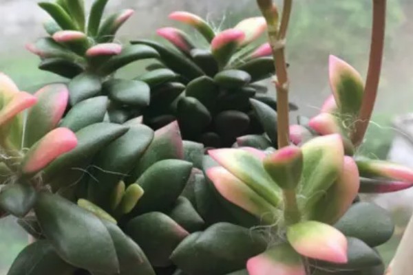 吹雪之松锦的叶子能不能喷水，要确保水温与室温相差不大