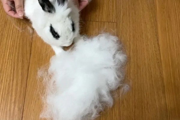 兔子掉毛怎么办,换毛期间要为它梳理毛发并清理皮屑