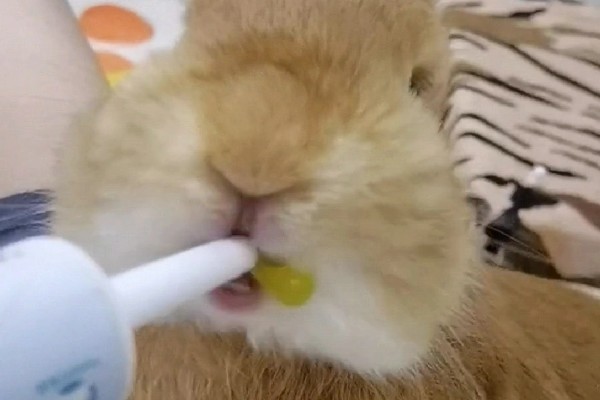 兔子掉毛怎么办,换毛期间要为它梳理毛发并清理皮屑