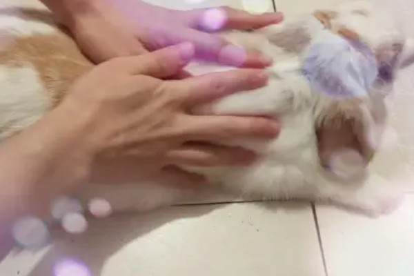 兔子掉毛怎么办,换毛期间要为它梳理毛发并清理皮屑