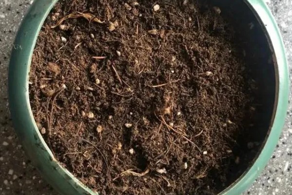 大花飞燕的播种时间,最适合在春秋季节播种