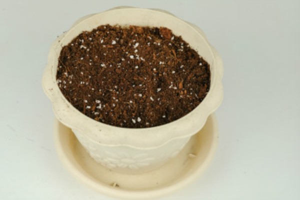 大花飞燕的播种时间,最适合在春秋季节播种