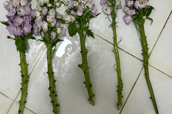 大花飞燕的播种时间,最适合在春秋季节播种