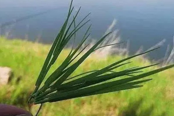 钓草鱼的最佳季节，5-9月份最适合作钓
